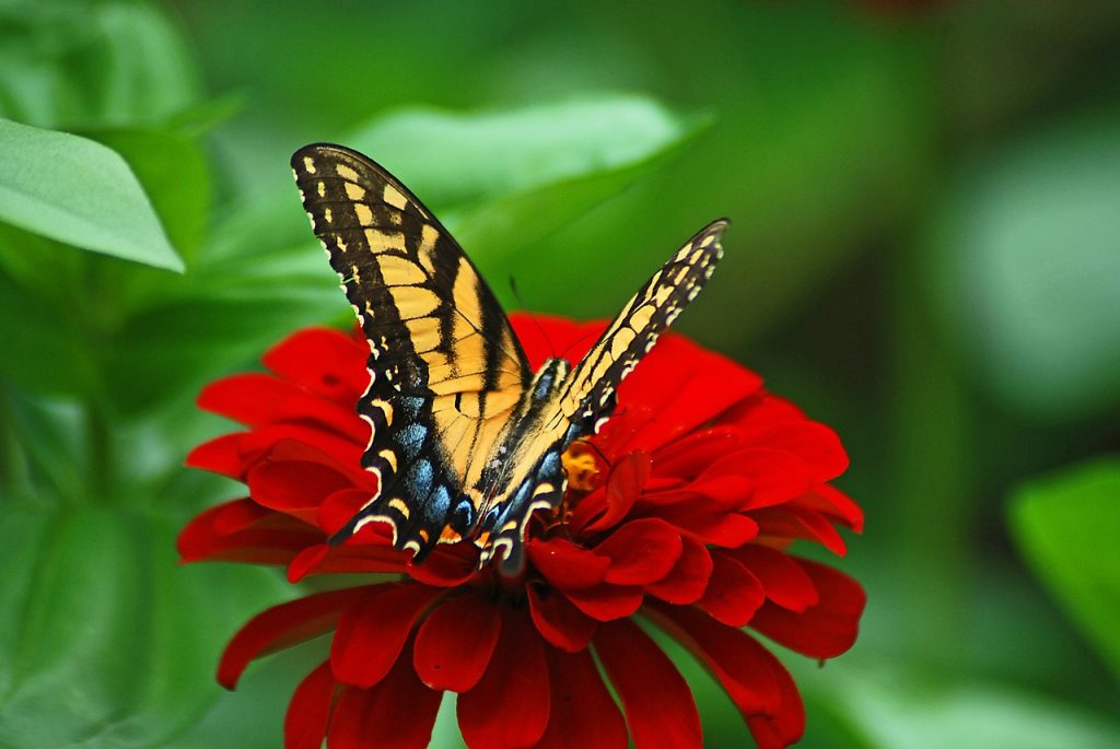 butterfly on flower