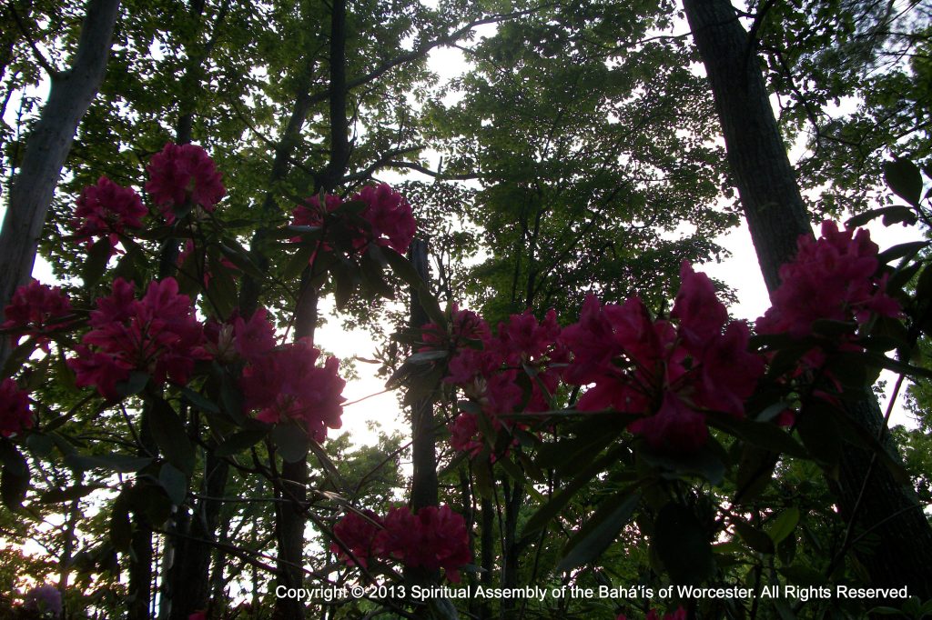 Flowers at Moore State Park