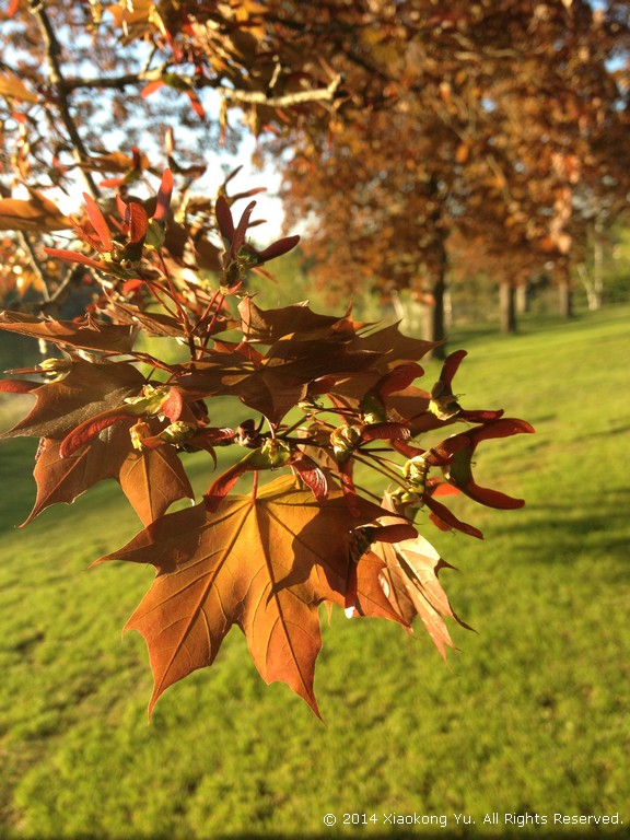 Maple leaves & flowers