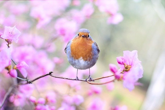 Spring bird